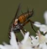 Solieria sp.